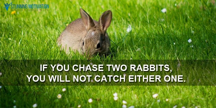 chase two rabbits