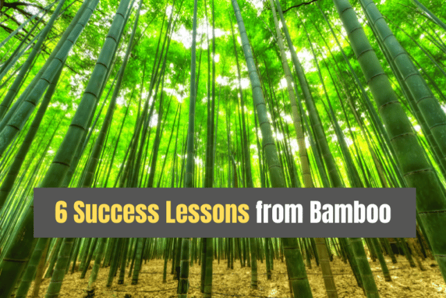 Success Lessons from Bamboo